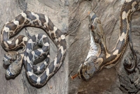 এবার সন্ধান পাওয়া গেল বিরল প্রজাতির দু'মুখো সাপের!