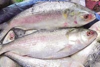 বর্ষবরণে ইলিশ নিষিদ্ধ