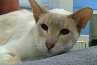 এবার ব্রিটেনে কূটনীতিক বিড়াল!