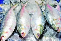 বাংলাদেশের ইলিশ নিয়ে কাড়াকাড়ি, ভারতে ৭ জনে মিলে কিনছে এক ইলিশ!