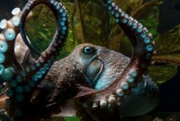 যেভাবে সমুদ্রে পালিয়ে গেলো অক্টোপাস পিংকি