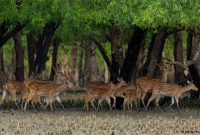 ১৮ দিন পর সুন্দরবনে আবারও ভয়াবহ অগ্নিকাণ্ড