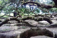 এশিয়ার সব থেকে বড় আম গাছটি বাংলাদেশের কোন জেলায়, বলতে পারবেন?