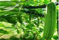 জানেন কি, শশা খাওয়ার আগে কেন একটু কেটে ঘষে নিতে হয়?