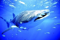 তিমির বমির দাম ৩৯ লাখ টাকা!