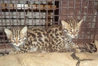 ঝিনাইদহের কোটচাঁদপুরে আবারো ৪টি মেছো বাঘ আটক!