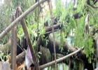 সিলেটে কালবৈশাখীর তাণ্ডব, উপড়ে গেছে গাছপালা  সিলেটে কালবৈশাখীর তাণ্ডব, উপড়ে গেছে গাছপালা