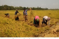  তালার চল্লিশা’র বিলে ধানের বাম্পার ফলন