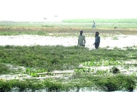 প্রায় ২০ হেক্টর বোরো ধান পানির নিচে