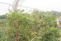  ৩৩ হাজার ভোল্টের লাইনে দূর্ঘটনার আশংকা