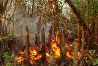 সুন্দরবনে ফের আগুন, পুড়ছে গাছ