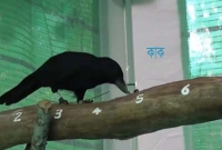 চমকপ্রদ তথ্য, কাকের বুদ্ধি মানুষের চেয়ে বেশি, জানাচ্ছে গবেষণা!
