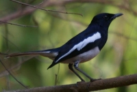 জানেন কি, পাখিদের দাঁত নেই কেন?