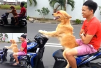 ব্যস্ত রাস্তায় মালিককে পেছনে বসিয়ে রাজকীয় ভাবে বাইক চালাল কুকুর!