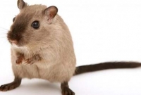 আজব কাণ্ড, এক ইঁদুরের ভয়ে তিন তিনবার জরুরি বিমান অবতরণ!