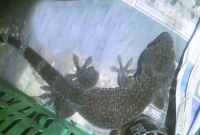 যেখানে ধরা পড়ে কোটি টাকার একটি মাত্র তক্ষক