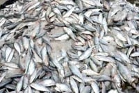 ১৫০ মণ জাটকা জব্দ, খাওয়ানো হবে মাদ্রাসার এতিমদের