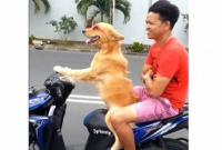 সানগ্লাস পরে বাইক চালিয়ে বিশ্বকে তাক লাগাল এক কুকুর