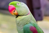 পোষা টিয়া পাখিকে খুনের হুমকি, বাসায় এল পুলিশ