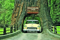 গাছের ভেতর দিয়ে চলে যায় গাড়ি!