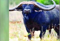 ভাবতে পারেন, এক মহিষের দাম ৯৪ কোটি টাকা!