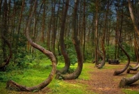 এটিই বিশ্বের সবচেয়ে ভৌতিক জঙ্গল