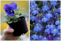 বলুন তো, ‘বিশ্বস্ত পুরুষ’ ও ‘সৎ মা’, কোন দেশের ফুল?