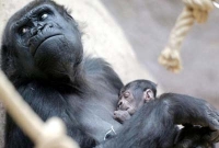 যা সচরাচর ঘটে না, এই খবর পড়লে আপনিও কাঁদবেন!