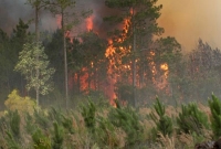 জ্বলছে সুন্দরবন, অনিয়ন্ত্রিত আগুন