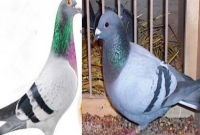 কবুতর নিয়ে থানায় মামলা, চাঞ্চল্য সৃষ্টি!