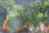 ৩ দিন ধরে পুড়ছে সুন্দরবন