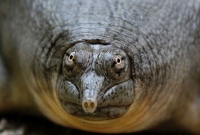 বলতে পারেন কোন প্রাণি মুখ দিয়ে মূত্রত্যাগ করে?