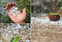 দিনাজপুরে শিলাবৃষ্টিতে ফসলের ব্যাপক ক্ষয়ক্ষতি