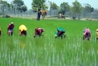 উত্তরাঞ্চলে নারী শ্রমিক মজুরি বৈষম্যের শিকার