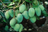 আম পাড়ার অভিযোগে তানজিলাকে বস্তাবন্দী