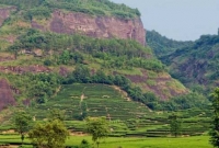 সোনার চেয়েও দামি যে চা পাতা!