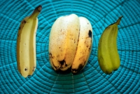 জোড়া কলা খেলে কি জোড়া সন্তান হয়, কি বলছে ইসলাম?