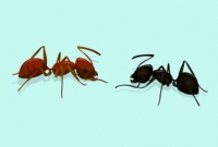 পিঁপড়ার কামড়ে শিশুর করুন মৃত্যু