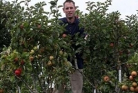 আজব কাণ্ড, এক গাছে ধরেছে ২৫০ জাতের আপেল!