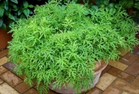 মশা তাড়াতে আজব গাছ আবিষ্কার