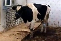 মোবাইলে গেম খেলে গরু লাভ করলেন দম্পতি, রহস্যটা কি? মোবাইলে গেম খেলে গরু লাভ করলেন দম্পতি, রহস্যটা কি?