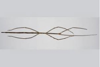 পৃথিবীর সব থেকে বড় পোকাটি হচ্ছে মেড-ইন চায়না