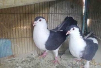 ফেসবুকে লাখ টাকার কবুতর বিক্রি