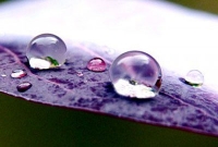 পানির প্রতিটি ফোটা আল্লাহর রহমত