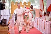 র‌্যাম্প মাতালো গরু!