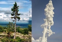  ৯ হাজার ৫০০ বছরের পুরনো গাছ, এখনো দিব্যি দাঁড়িয়ে!