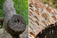 অবশেষে টাকার গাছের সন্ধান পাওয়া গেল!