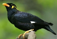 জানেন কি, পোস্ট মর্টেমের বাংলা নাম ময়না তদন্ত কেন?