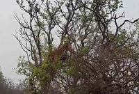 গাছের ডালে বাঘ-বানরের মজার খেলা!