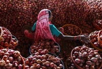 পেঁয়াজ মাত্র ৫০ পয়াসা কেজি!